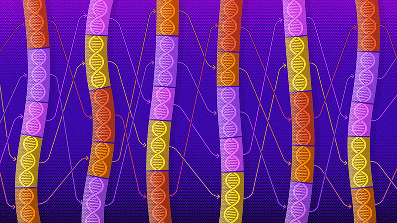 Transposons 03b