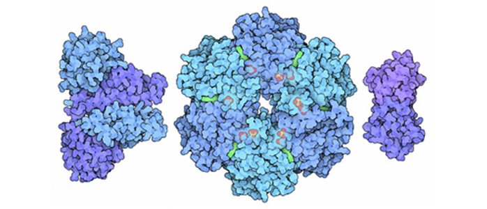 clock proteins lg