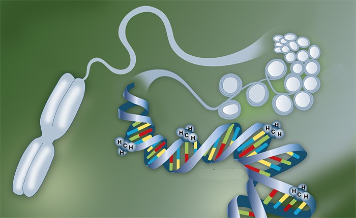 epigenome