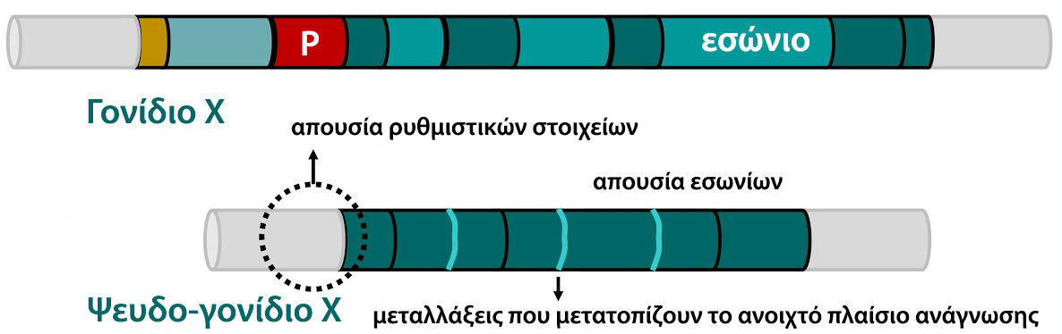 pseudogene origin