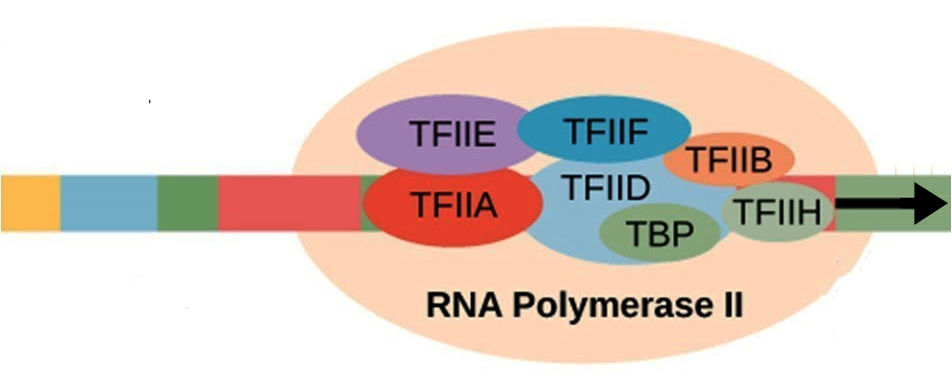 transcription factors 01