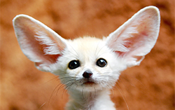 fennec fox sm