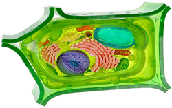 Plant Cell 05sm