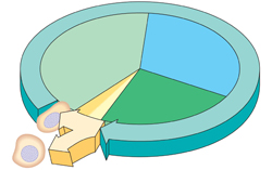 cell cycle 01sm