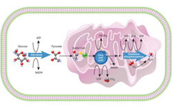 cell metabolism sm