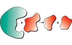 enzymes 01sm