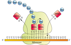 gene to protein sm