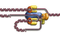 molecular basis sm