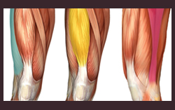 muscles quad band sm