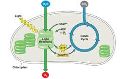 photosynthesis 04sm